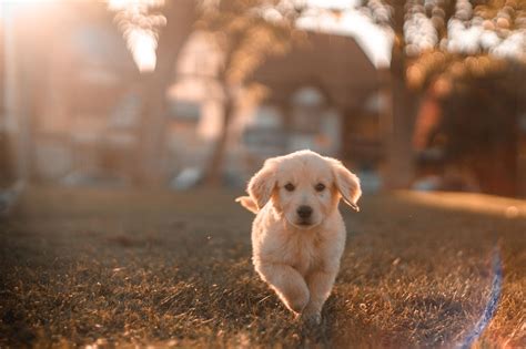 狗死後處理|寵物過世怎麼辦？處理方式、收費標準、注意事項，讓。